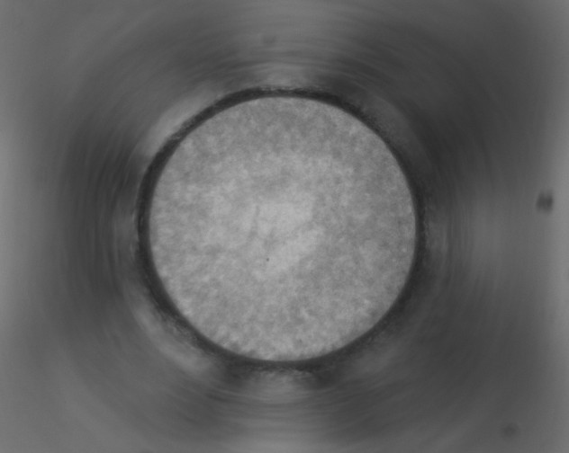X0000115850488200912242041