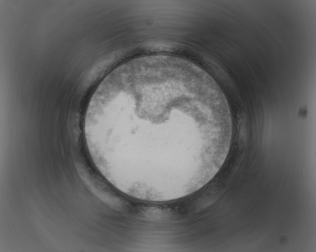 X0000115850494200912242041