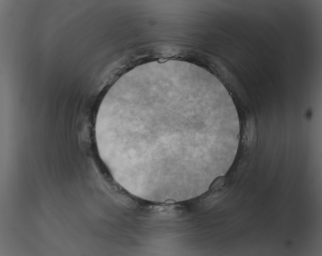 X0000115850524200912242040