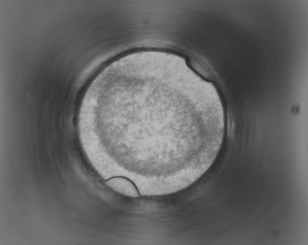 X0000115850531200912242039