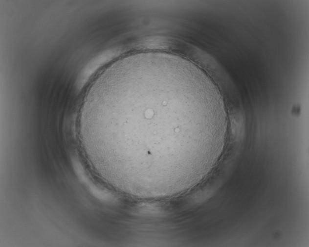 X0000115850534200912242039