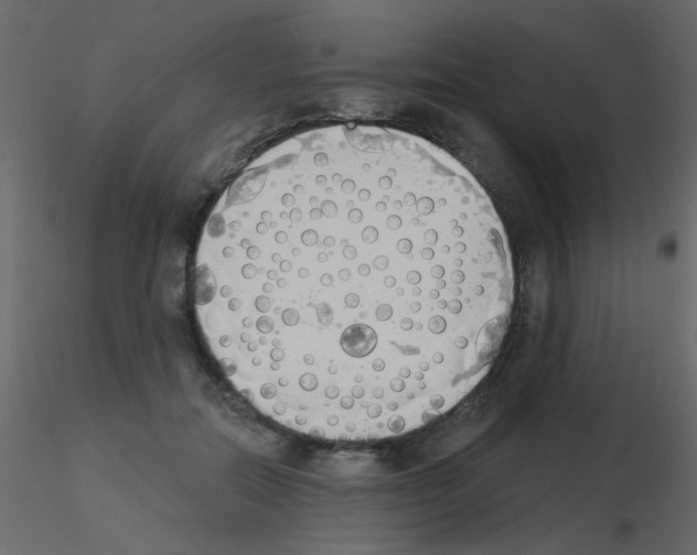 X0000115850554200912242040
