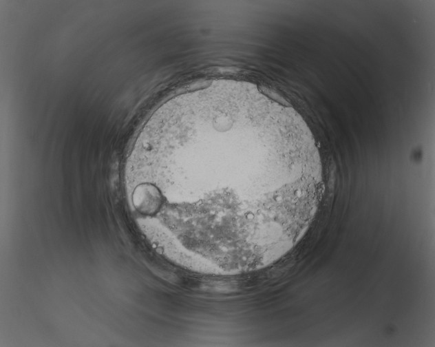 X0000115850559200912242040