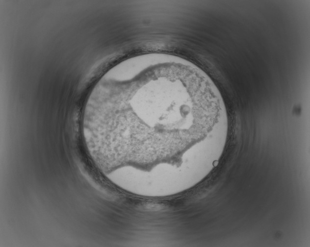 X0000115850590200912242039