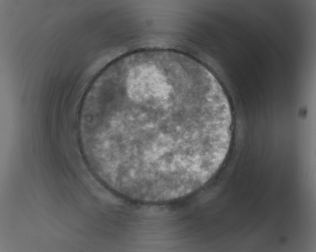 X0000115850673200912242038