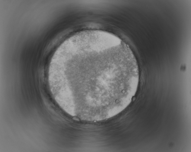 X0000115850722200912242037