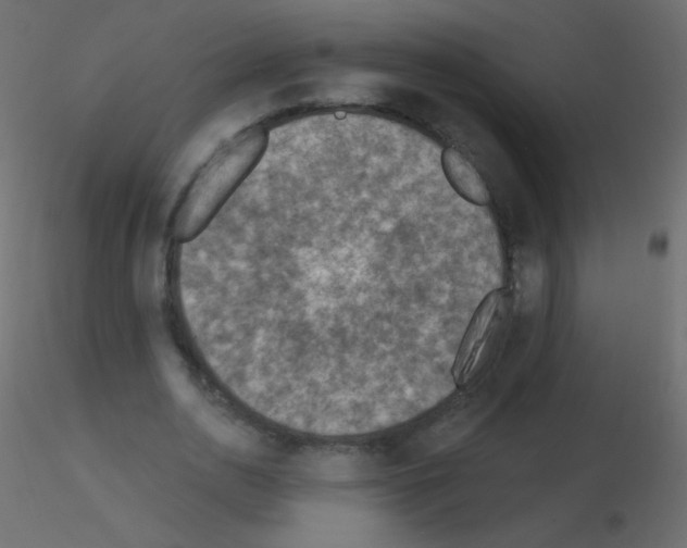 X0000115850726200912242037