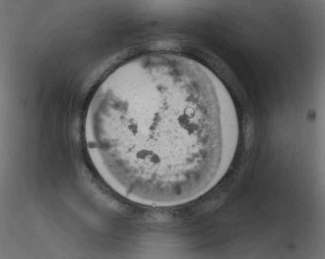 X0000115850729200912242037