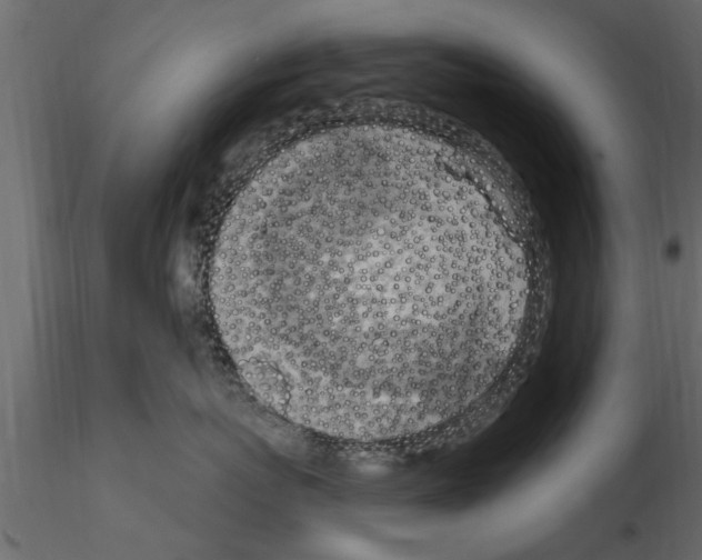 X0000115850767200912242037