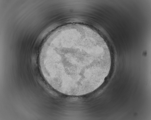 X0000115850826200912242036