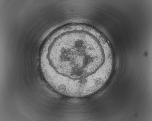 X0000115850829200912242036