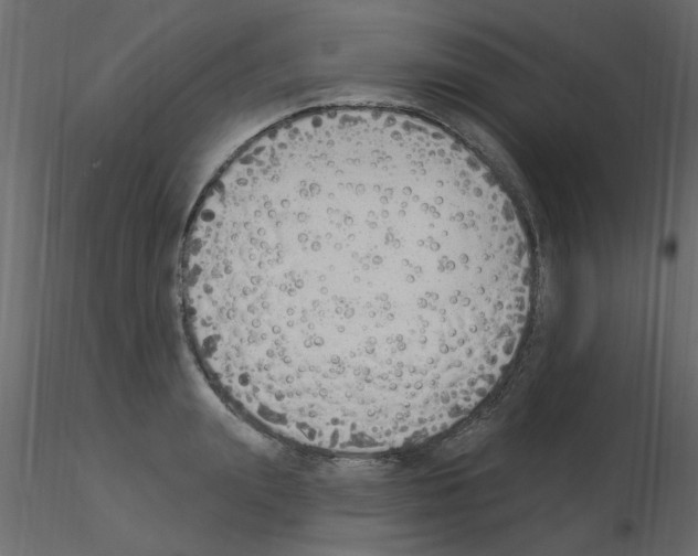 X0000115850847200912242036