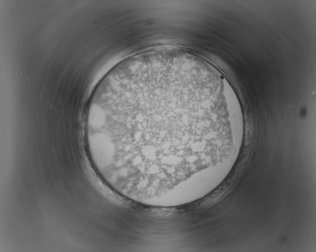 X0000115850859200912242036