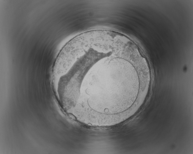X0000115850862200912242036
