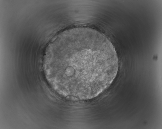 X0000115850868200912242035