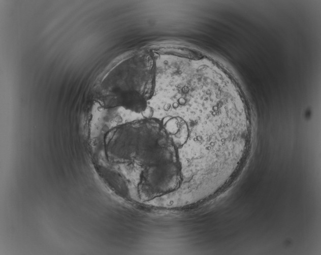X0000115850953200912242035