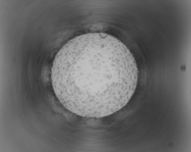 X0000115850962200912242034