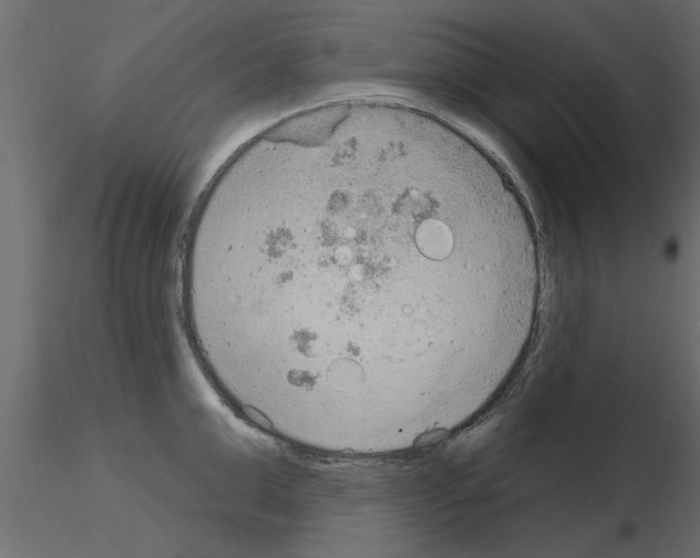 X0000115850999200912242034