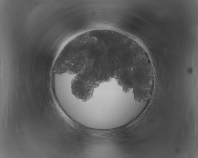 X0000115851056200912242034
