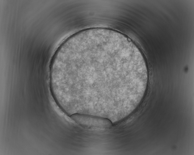 X0000115851088200912242032