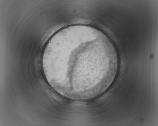 X0000115851170200912242031