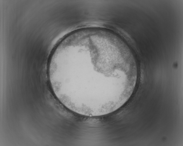 X0000115851174200912242031