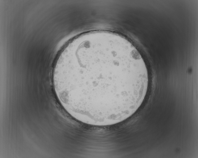 X0000115851222200912242031