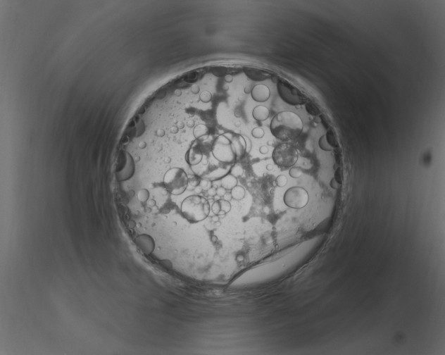 X0000115851231200912242031