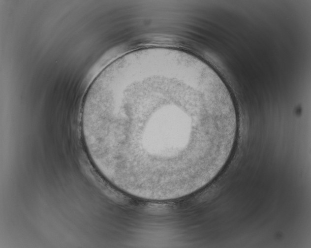 X0000115851378200912242029