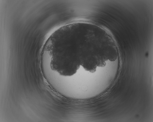 X0000115851435200912242028