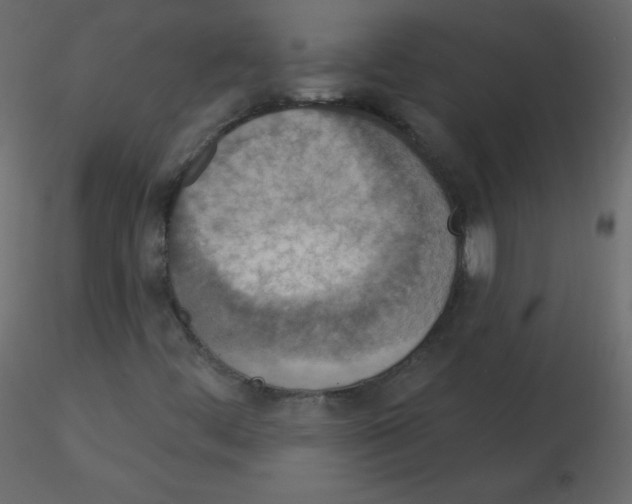 X0000115851444200912242028