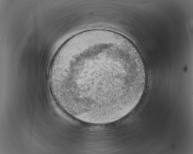 X0000115851515200912242027