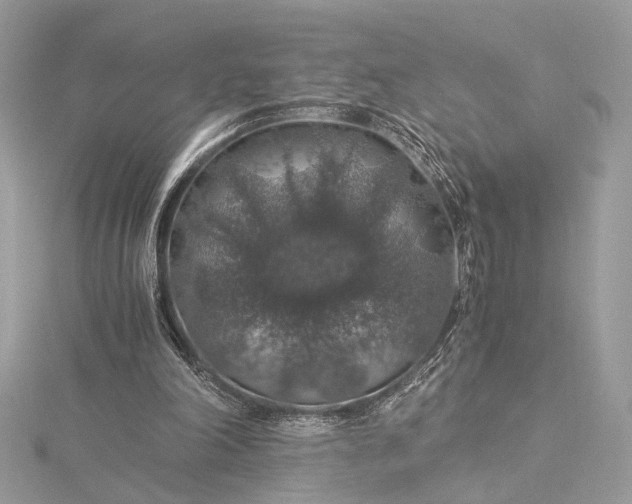 X0000116000198200912031516