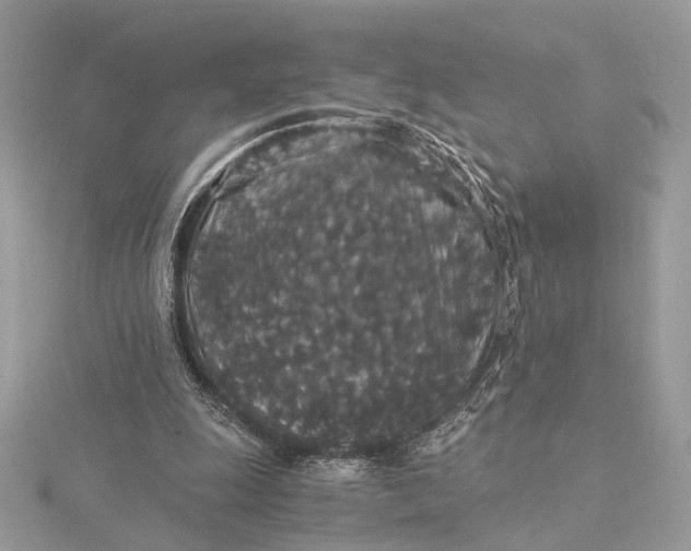 X0000116000247200912031515