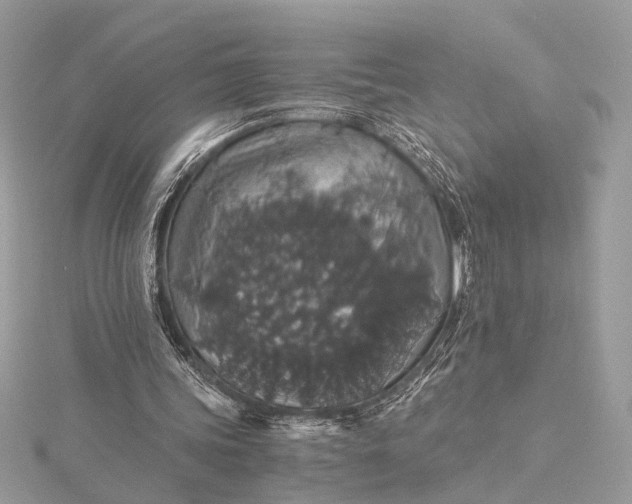 X0000116000339200912031513