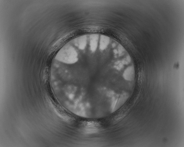 X0000116000165200912101326