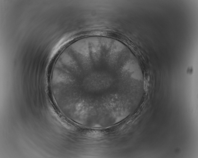 X0000116000198200912101325