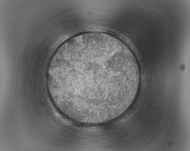 X0000116000433200912101321