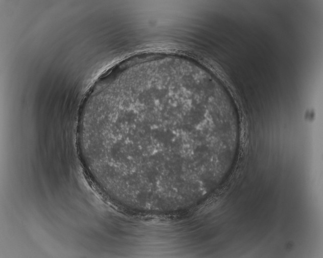 X0000116000434200912101321