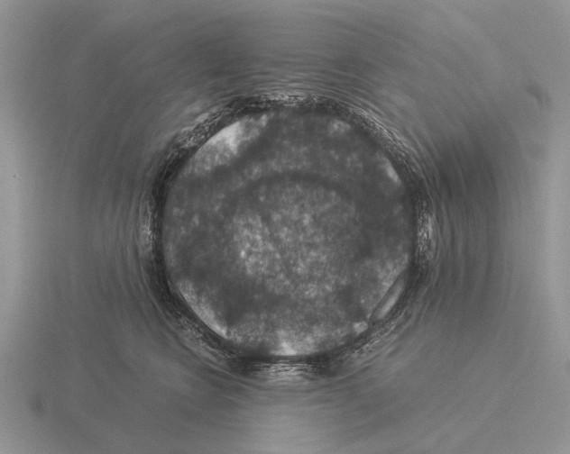 X0000116000566200912170952