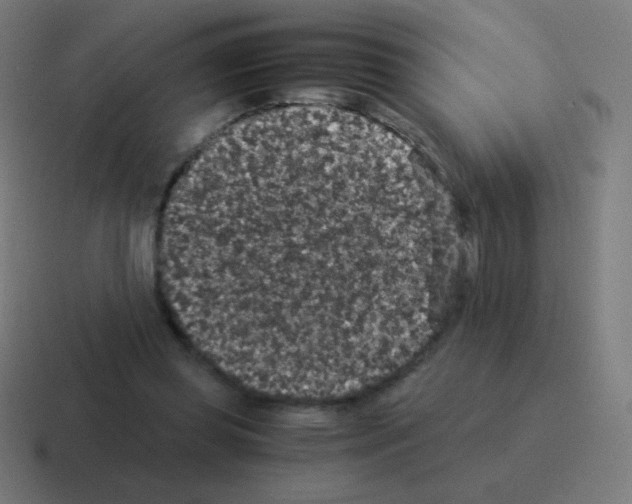 X0000116000349200912312118