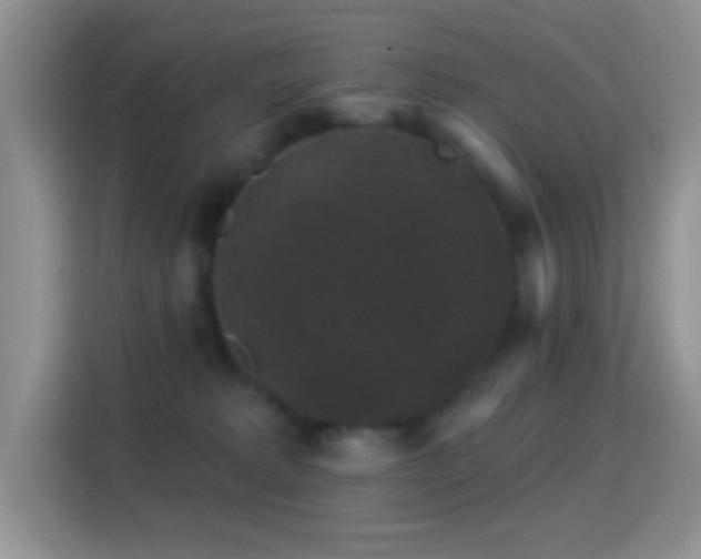 X0000116010229200911251127