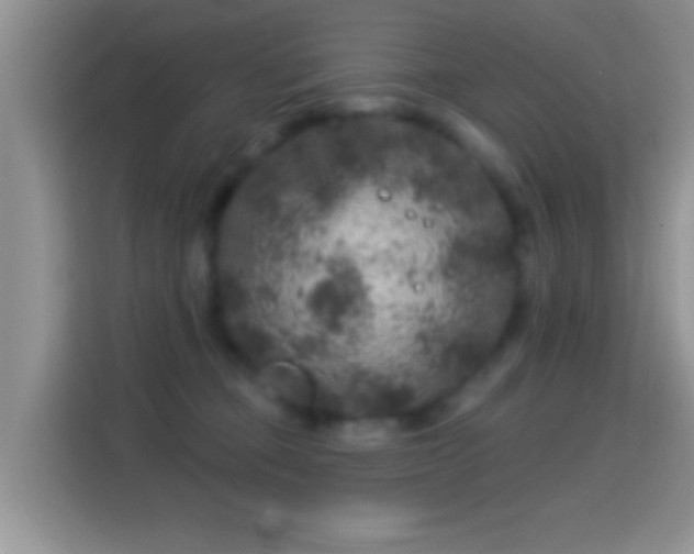 X0000116010373200911251125