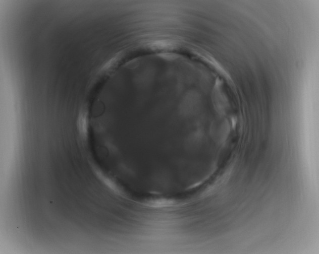 X0000116010637200911251121