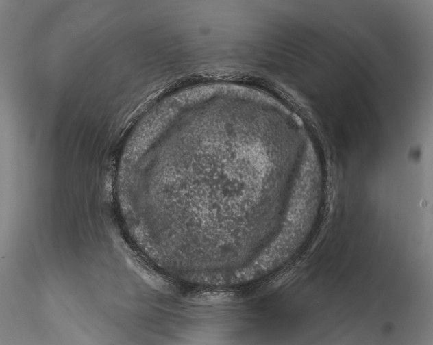 X0000116010065200912101351