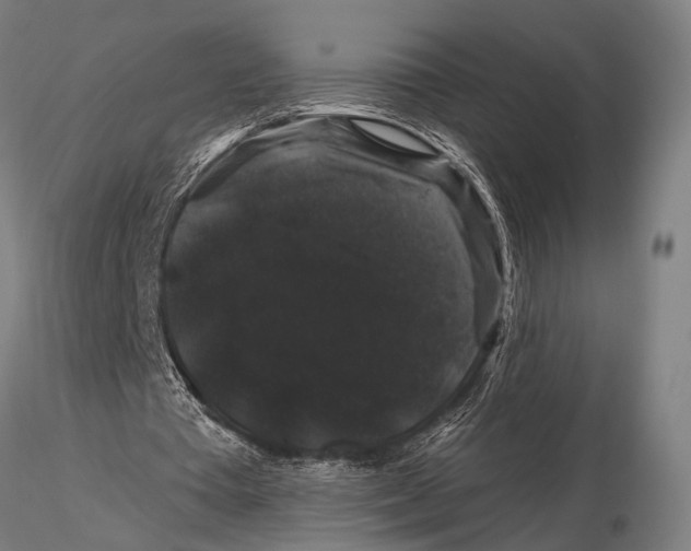 X0000116010385200912101346