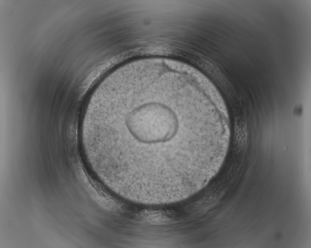 X0000116010534200912101343