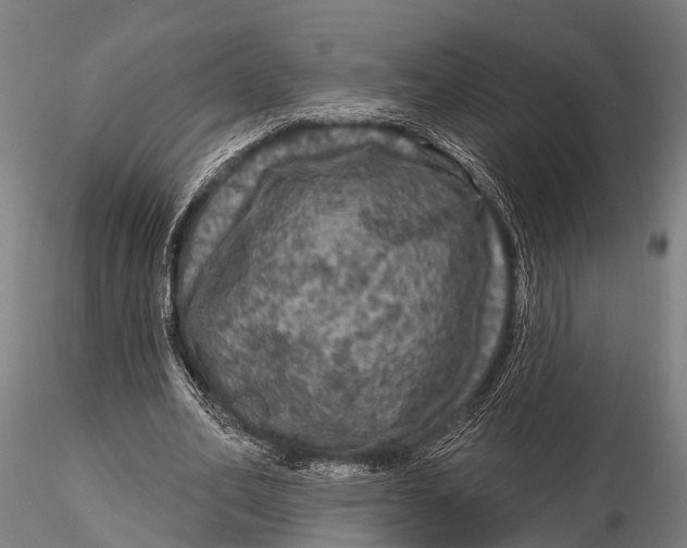 X0000116010582200912101343