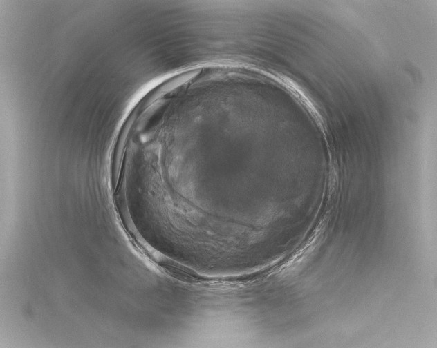 X0000116020862200911201233