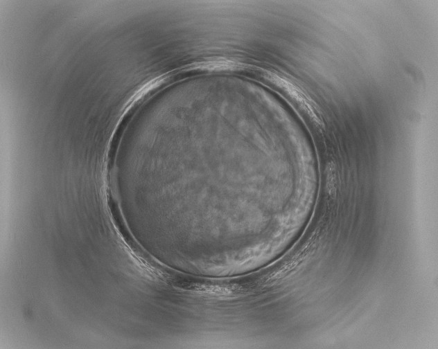 X0000116021229200912041743